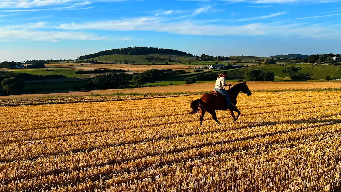 Gesunde Barhufe nach physiologischer Hufpflege bei einem Pferd in der Eifel
