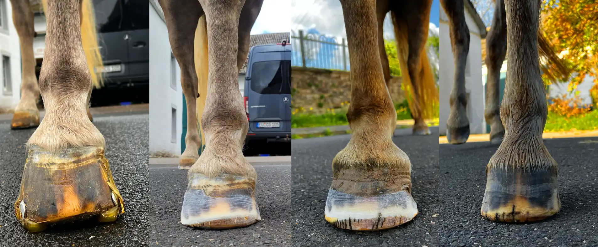Zeitverlauf einer physiologischen Barhufpflege: Rehabilitation des Hufes vor und nach 5 Monaten