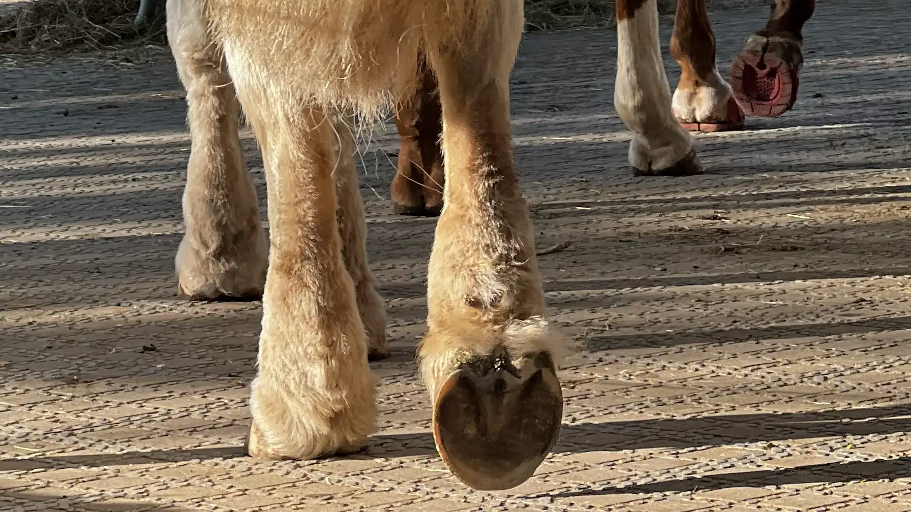 Mobiles Einsatzgebiet für Barhufpflege und Hufschuhberatung in der Region Vulkaneifel