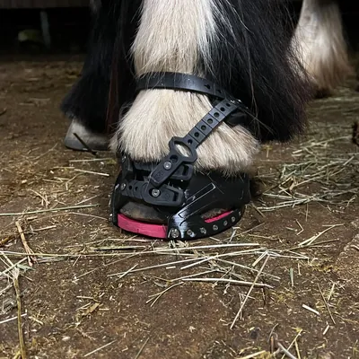 Erfolgreiche Barhufpflege und Hufschuh-Anpassung bei einem Pferd