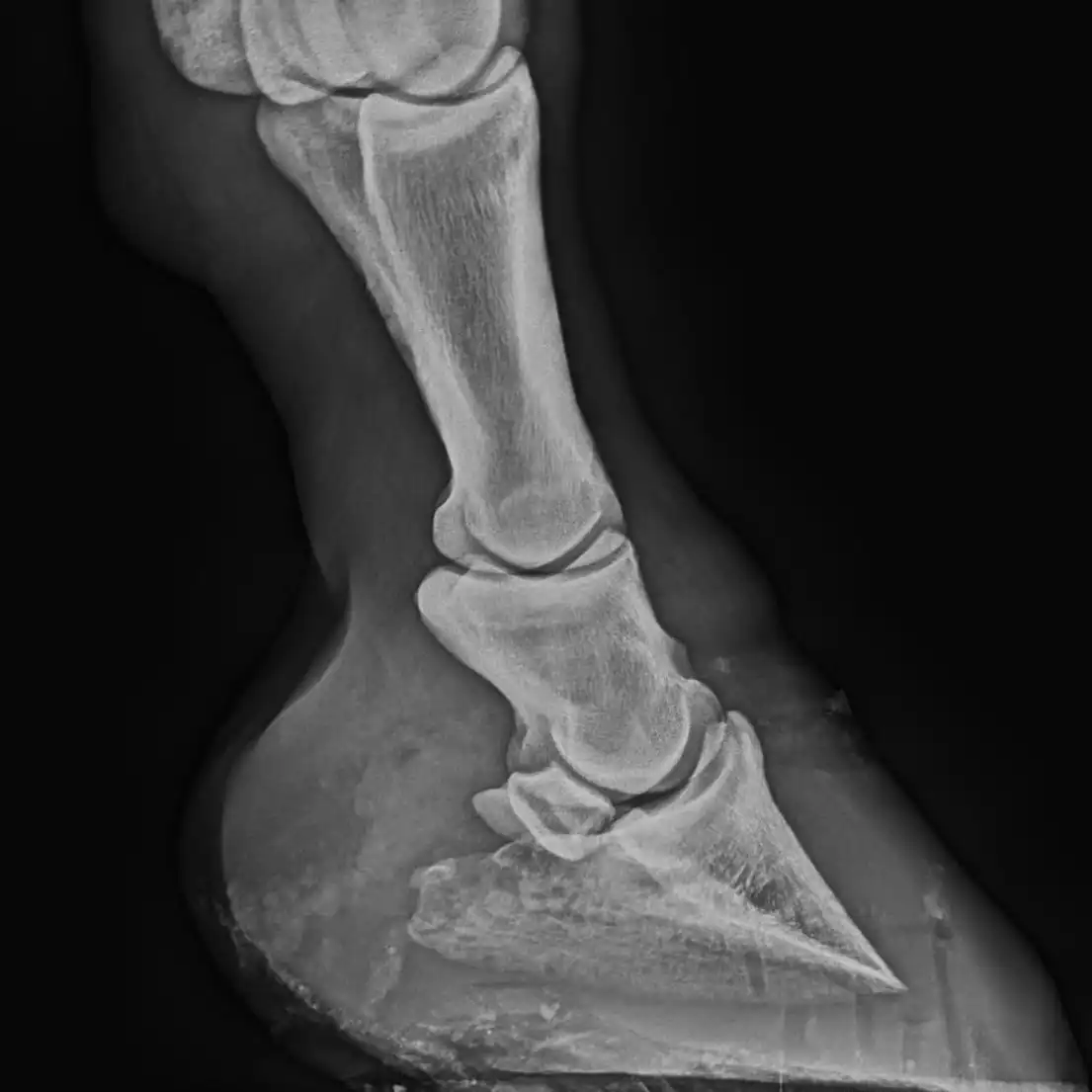 Rehabilitation nach Hufrehe durch ganzheitliche physiologische Hufpflege