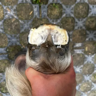 Individuelle Barhufpflege und Therapieberatung bei Hufrehe in der Eifel