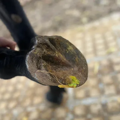 Geduldige Hufbearbeitung und Barhuf-Umstellung bei einem jungen Wallach