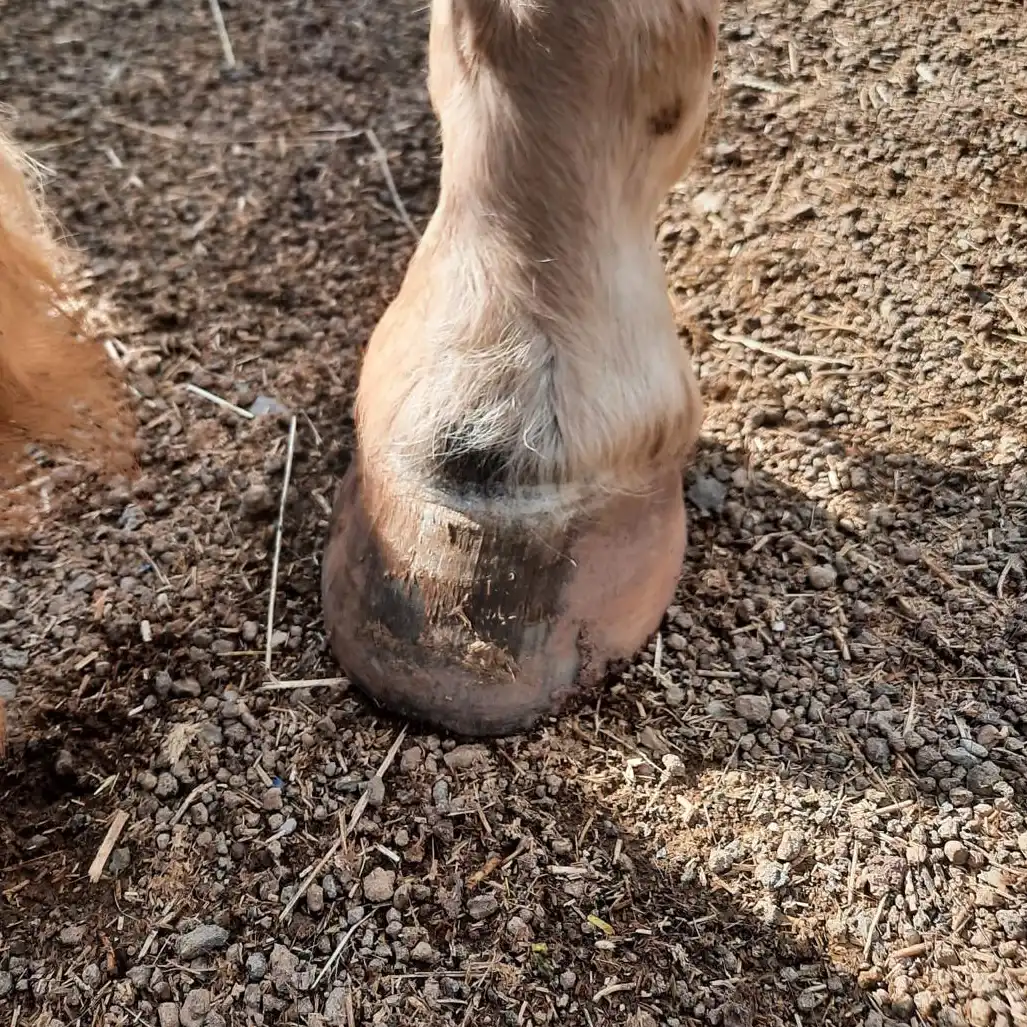 Erfolgreiche Behandlung eines Rehe-Ponys durch professionelle Huftherapie